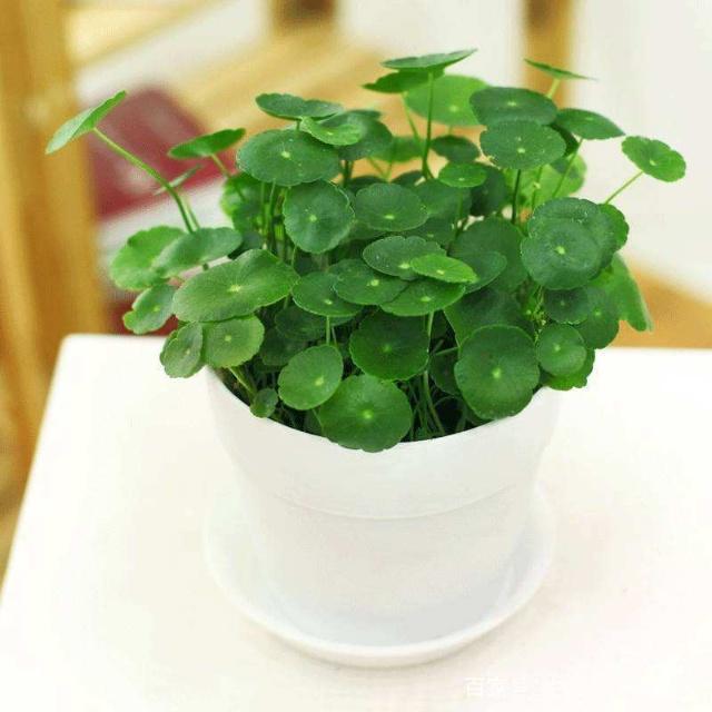 土豆扦插桂花：创意园艺新方法