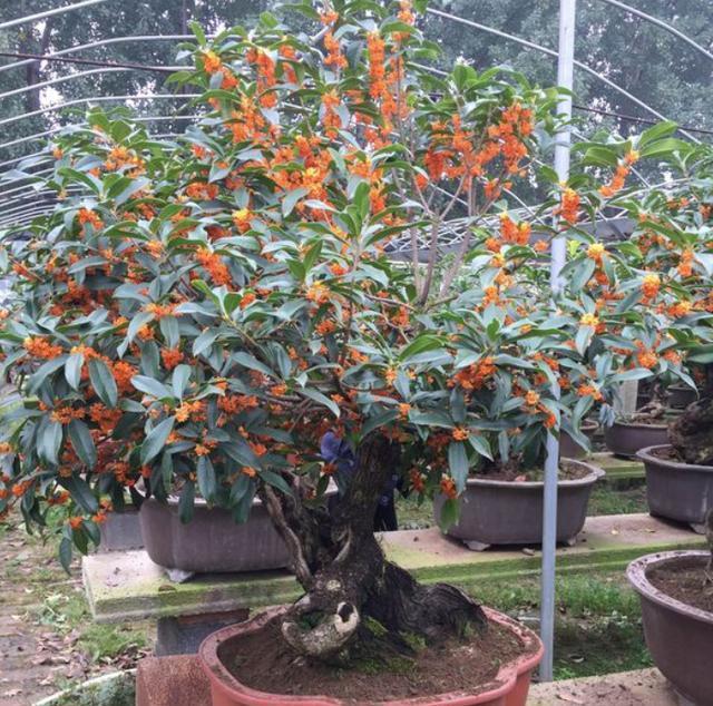 夏季米兰扦插：掌握技巧，繁殖不再是难题