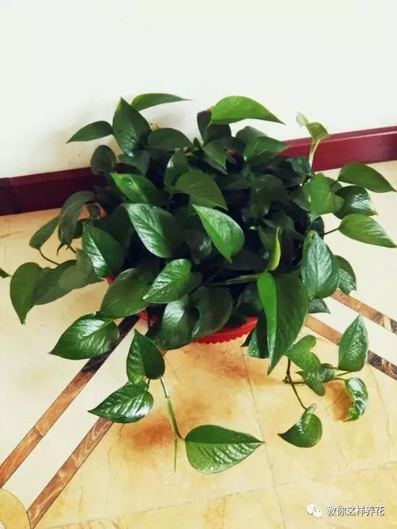 桃树栽植方法：掌握要领，实现丰收