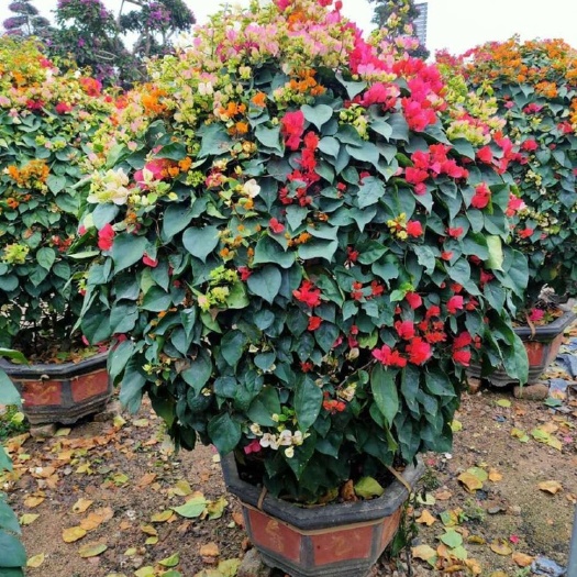 怎么养锦鲤的方法：全方位养殖指南