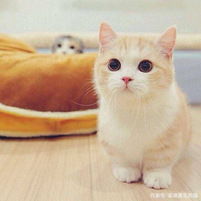 猫ALP低是什么原因？揭开宠物健康的秘密