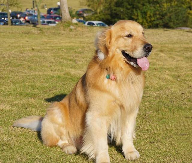 猫咪100个小知识：揭秘喵星人的秘密生活