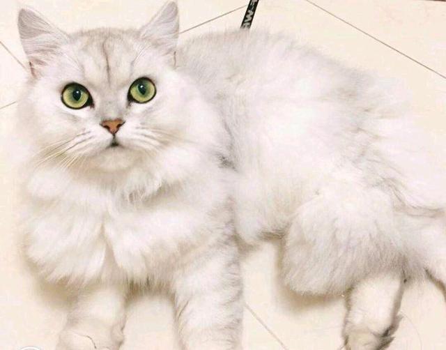 彩虹猫卡住了？揭秘宠物护理中的意外状况