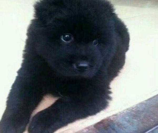 当“狗狗尿道发硬”成难题：揭秘背后的真相与解决方案